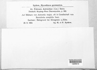 Leptotrochila astrantiae image